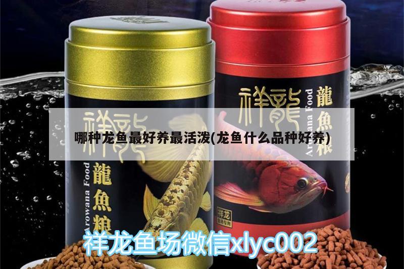 哪种龙鱼最好养最活泼(龙鱼什么品种好养) 定时器/自控系统