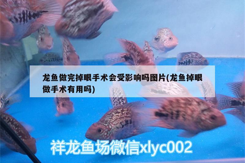 龙鱼做完掉眼手术会受影响吗图片(龙鱼掉眼做手术有用吗)