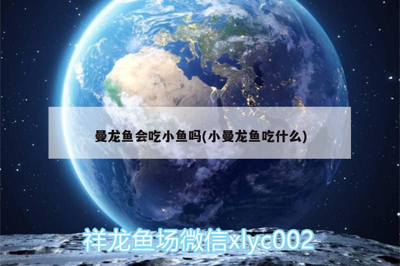 曼龙鱼会吃小鱼吗(小曼龙鱼吃什么) 定时器/自控系统 第2张