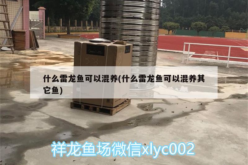 什么雷龙鱼可以混养(什么雷龙鱼可以混养其它鱼) 球鲨鱼