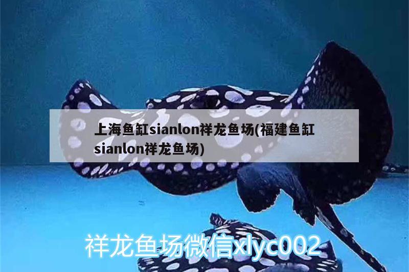 上海鱼缸sianlon祥龙鱼场(福建鱼缸sianlon祥龙鱼场)