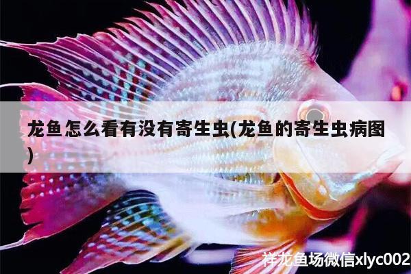 龙鱼怎么看有没有寄生虫(龙鱼的寄生虫病图) 黑水素