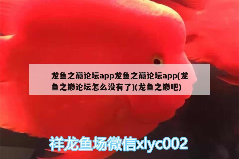 龙鱼之巅论坛app龙鱼之巅论坛app(龙鱼之巅论坛怎么没有了)(龙鱼之巅吧) 巴西亚鱼