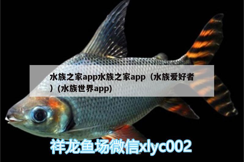 水族之家app水族之家app（水族爱好者）(水族世界app) 白子银版鱼苗