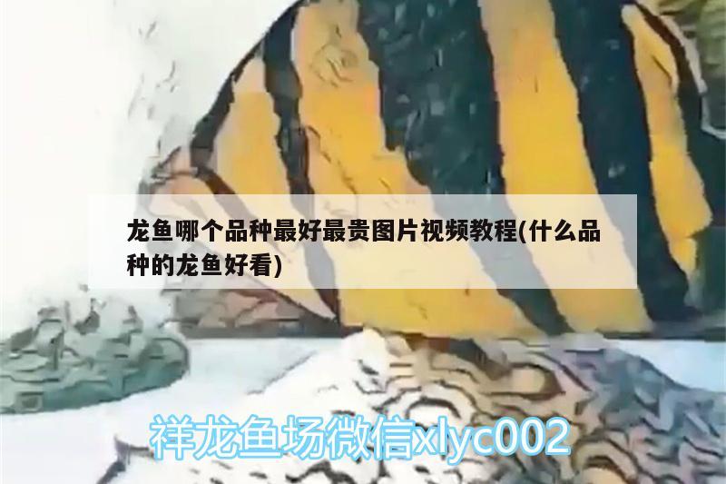 龙鱼哪个品种最好最贵图片视频教程(什么品种的龙鱼好看)