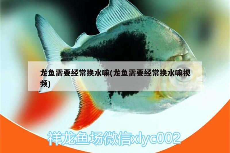 龙鱼需要经常换水嘛(龙鱼需要经常换水嘛视频) 祥龙水族滤材/器材