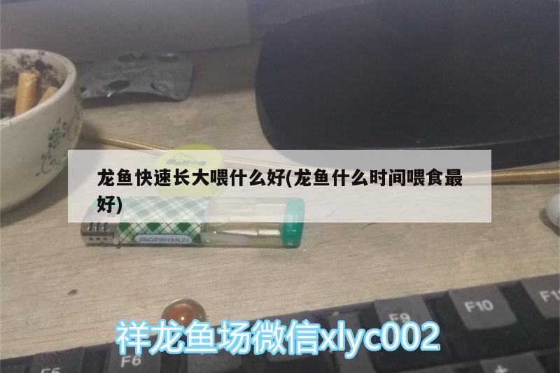 龙鱼快速长大喂什么好(龙鱼什么时间喂食最好)