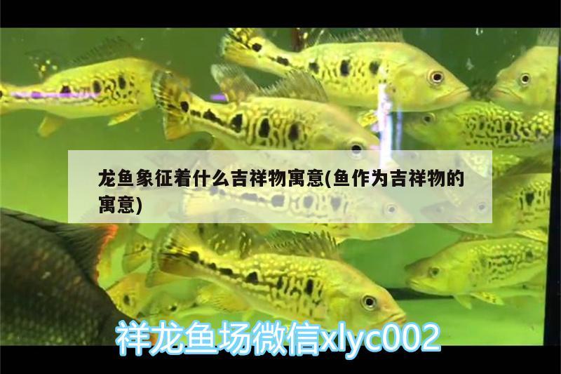 龙鱼象征着什么吉祥物寓意(鱼作为吉祥物的寓意) 其它水族用具设备