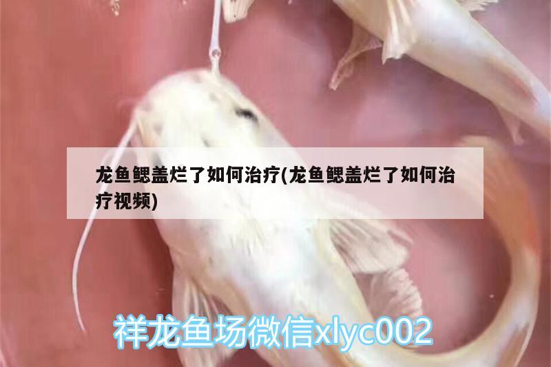 龙鱼鳃盖烂了如何治疗(龙鱼鳃盖烂了如何治疗视频) 红龙鱼百科 第2张