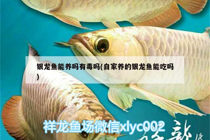银龙鱼能养吗有毒吗(自家养的银龙鱼能吃吗) 银龙鱼
