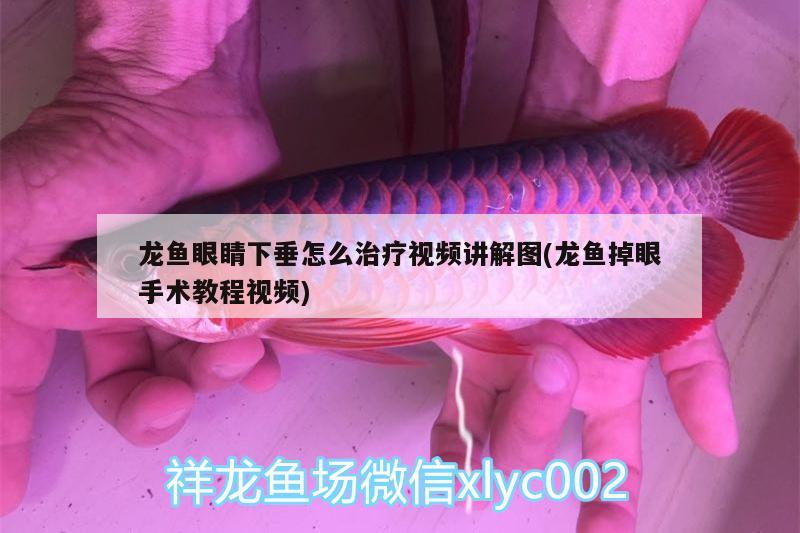 龙鱼眼睛下垂怎么治疗视频讲解图(龙鱼掉眼手术教程视频)