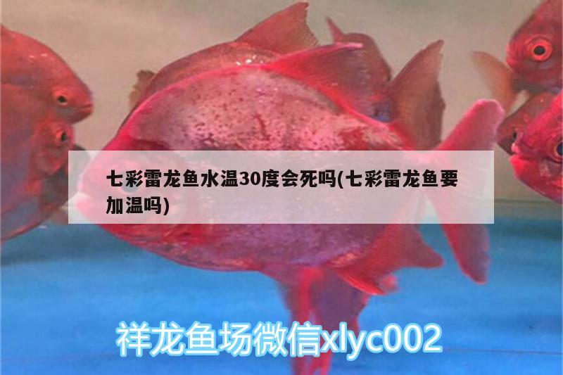 七彩雷龙鱼水温30度会死吗(七彩雷龙鱼要加温吗)