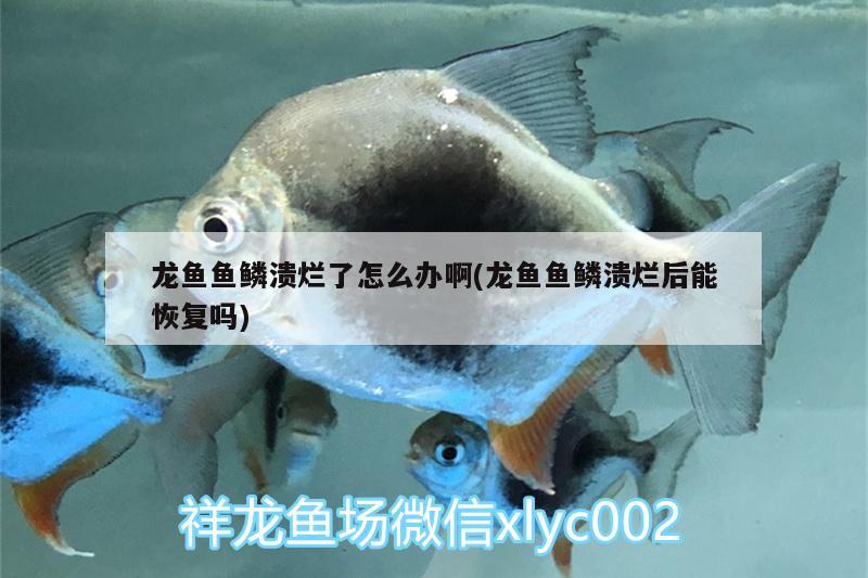 龙鱼鱼鳞溃烂了怎么办啊(龙鱼鱼鳞溃烂后能恢复吗)