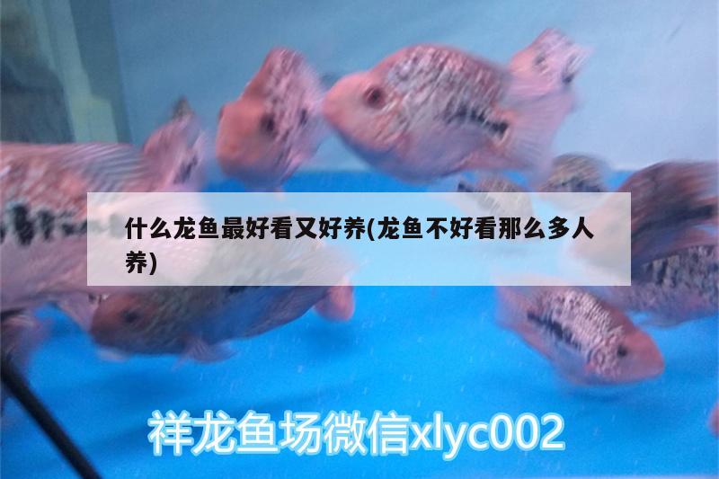 什么龙鱼最好看又好养(龙鱼不好看那么多人养) 斑马鸭嘴鱼