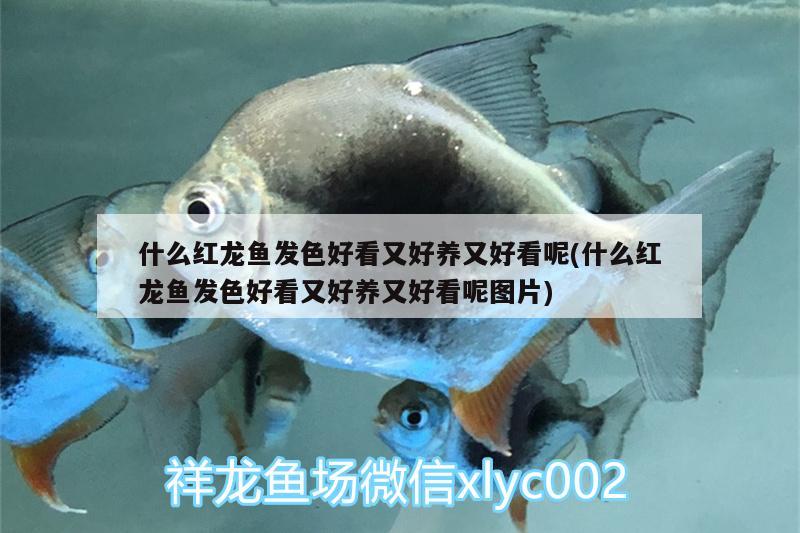 什么红龙鱼发色好看又好养又好看呢(什么红龙鱼发色好看又好养又好看呢图片) 新加坡号半红龙鱼（练手级红龙鱼）