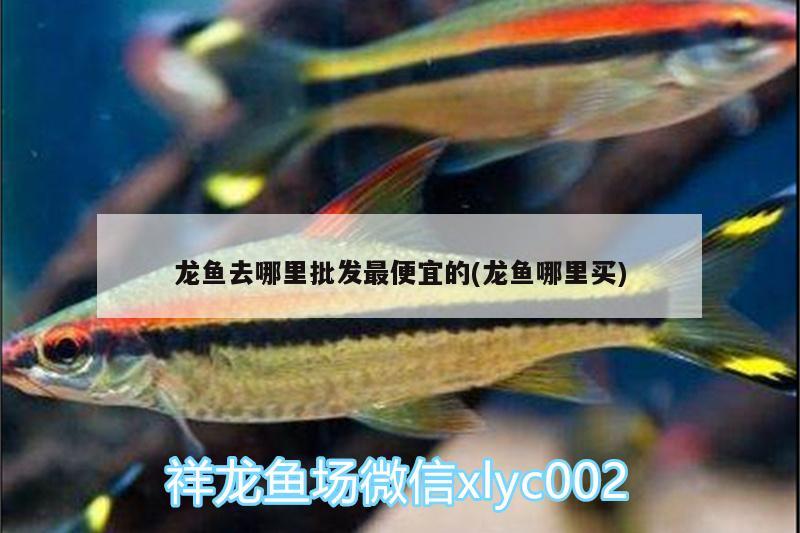 龙鱼去哪里批发最便宜的(龙鱼哪里买) 其它水族用具设备