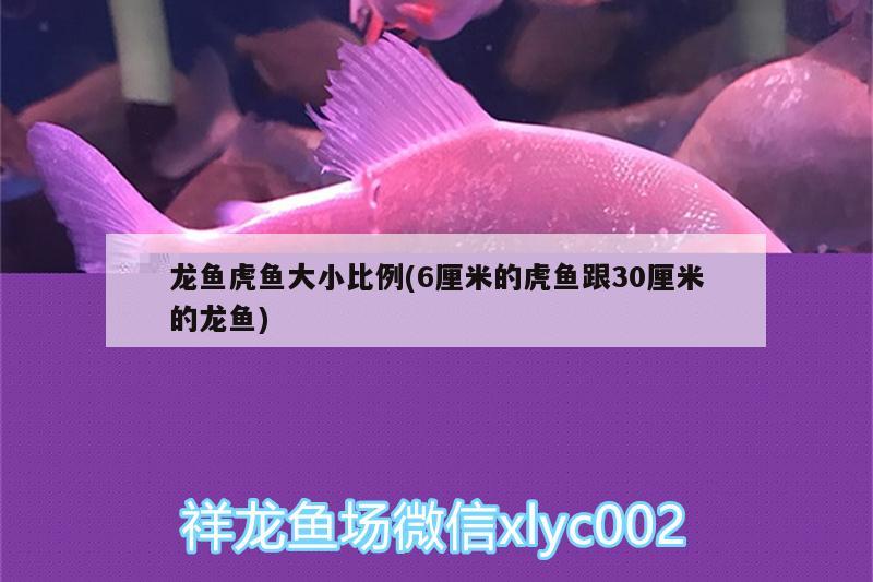 龙鱼虎鱼大小比例(6厘米的虎鱼跟30厘米的龙鱼)