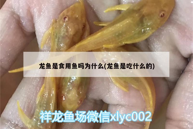 龙鱼是食用鱼吗为什么(龙鱼是吃什么的) 龙凤鲤鱼