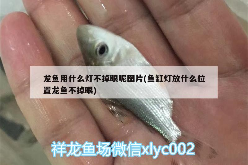 龙鱼用什么灯不掉眼呢图片(鱼缸灯放什么位置龙鱼不掉眼)