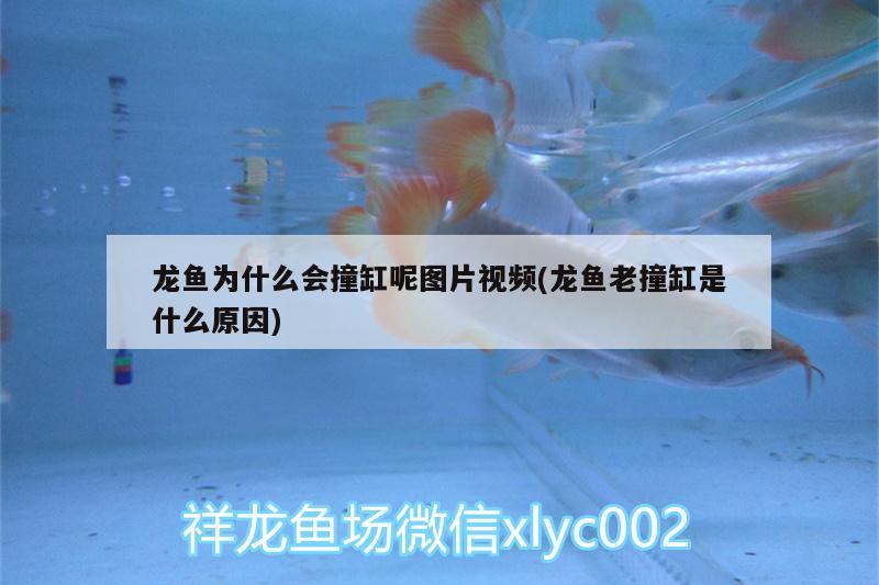 龙鱼为什么会撞缸呢图片视频(龙鱼老撞缸是什么原因) 水族用品