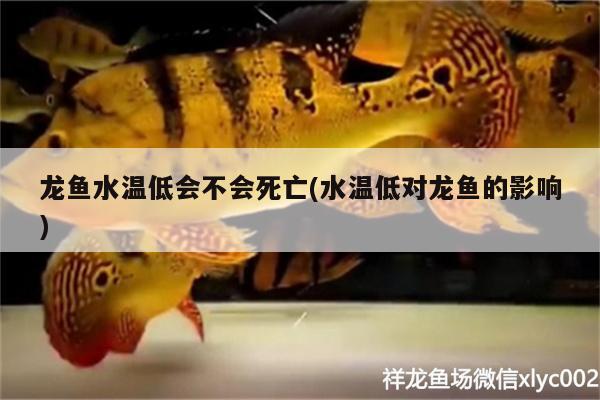 龙鱼水温低会不会死亡(水温低对龙鱼的影响)