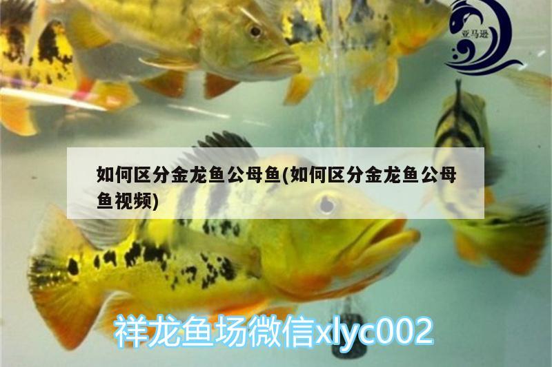 如何区分金龙鱼公母鱼(如何区分金龙鱼公母鱼视频) 恐龙王鱼