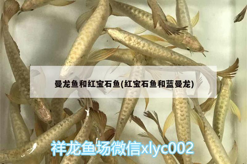 曼龙鱼和红宝石鱼(红宝石鱼和蓝曼龙) 祥龙水族滤材/器材