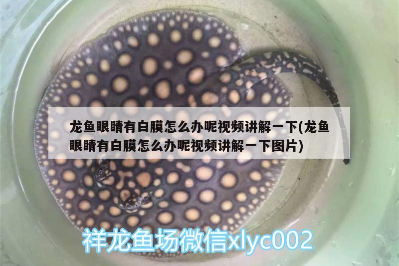 龙鱼眼睛有白膜怎么办呢视频讲解一下(龙鱼眼睛有白膜怎么办呢视频讲解一下图片)