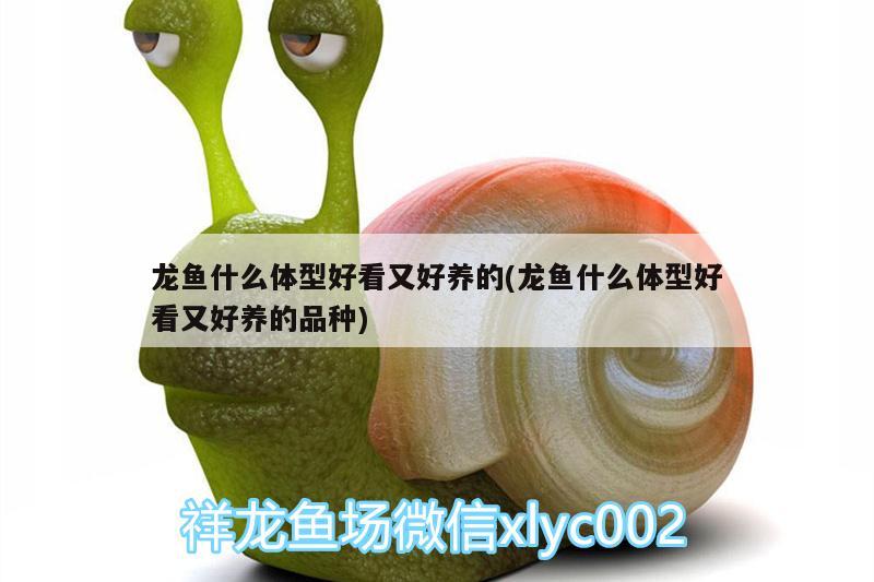 龙鱼什么体型好看又好养的(龙鱼什么体型好看又好养的品种)