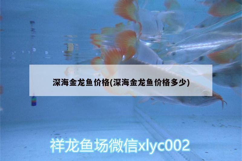 深海金龙鱼价格(深海金龙鱼价格多少)