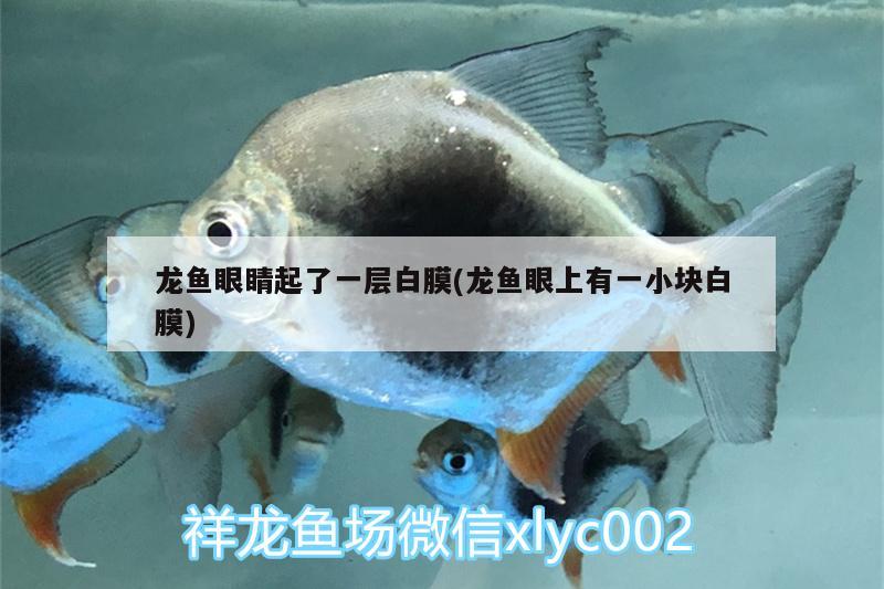 龙鱼眼睛起了一层白膜(龙鱼眼上有一小块白膜) 月光鸭嘴鱼苗