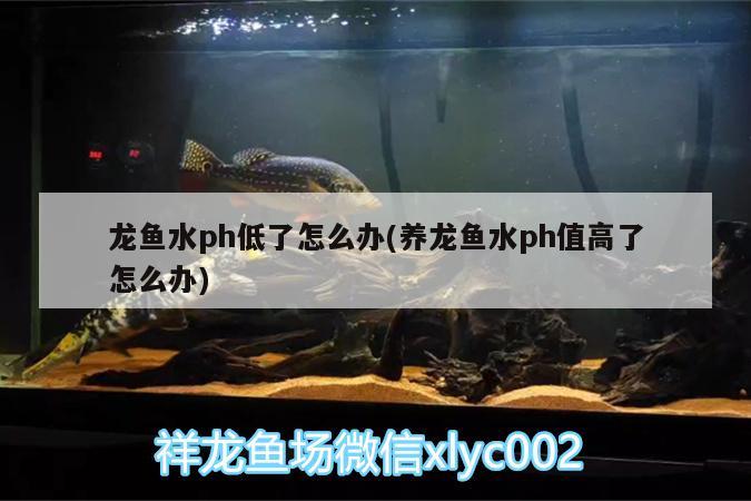 龙鱼水ph低了怎么办(养龙鱼水ph值高了怎么办) 帝王血钻鱼