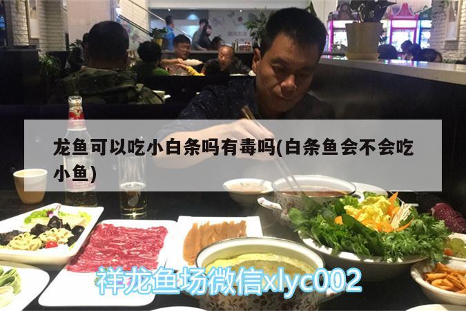 龙鱼可以吃小白条吗有毒吗(白条鱼会不会吃小鱼)