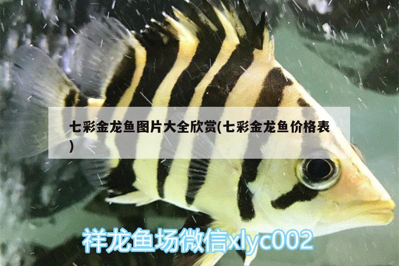 七彩金龙鱼图片大全欣赏(七彩金龙鱼价格表) 三色锦鲤鱼