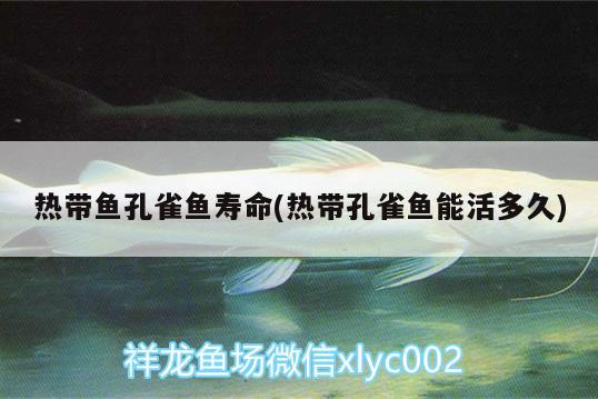 热带鱼孔雀鱼寿命(热带孔雀鱼能活多久) 金三间鱼