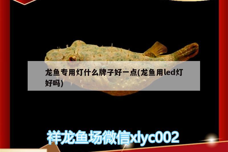 龙鱼专用灯什么牌子好一点(龙鱼用led灯好吗) 非洲金鼓鱼