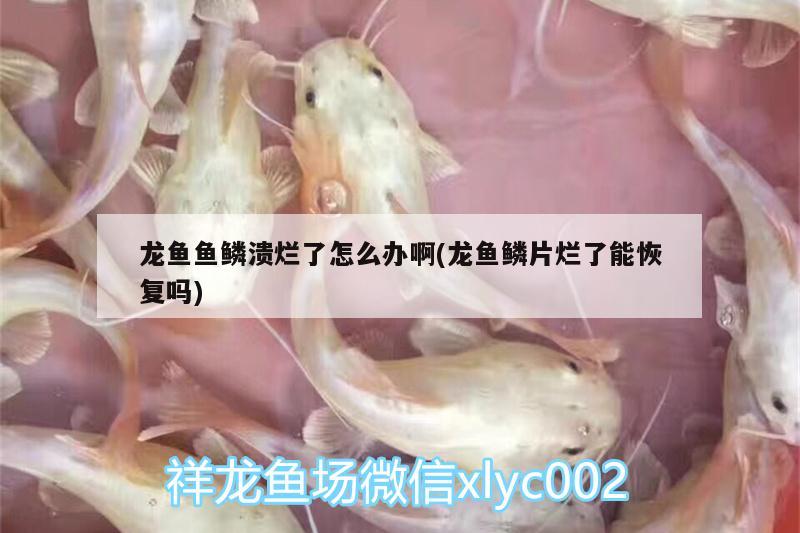 龙鱼鱼鳞溃烂了怎么办啊(龙鱼鳞片烂了能恢复吗)