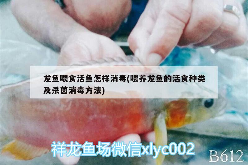 龙鱼喂食活鱼怎样消毒(喂养龙鱼的活食种类及杀菌消毒方法) 热带鱼鱼苗批发