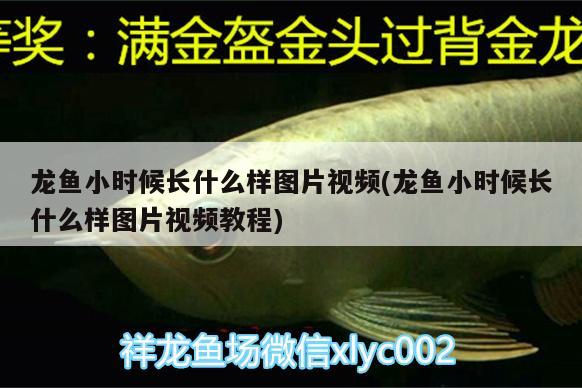 龙鱼小时候长什么样图片视频(龙鱼小时候长什么样图片视频教程) 绿皮皇冠豹鱼