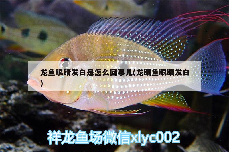 龙鱼眼睛发白是怎么回事儿(龙睛鱼眼睛发白)