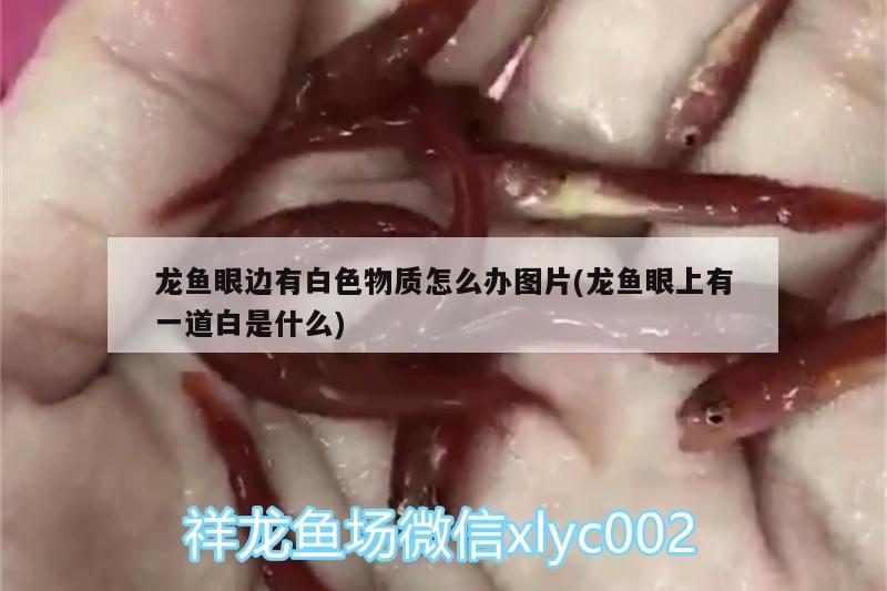 龙鱼眼边有白色物质怎么办图片(龙鱼眼上有一道白是什么) 奈及利亚红圆点狗头 第3张