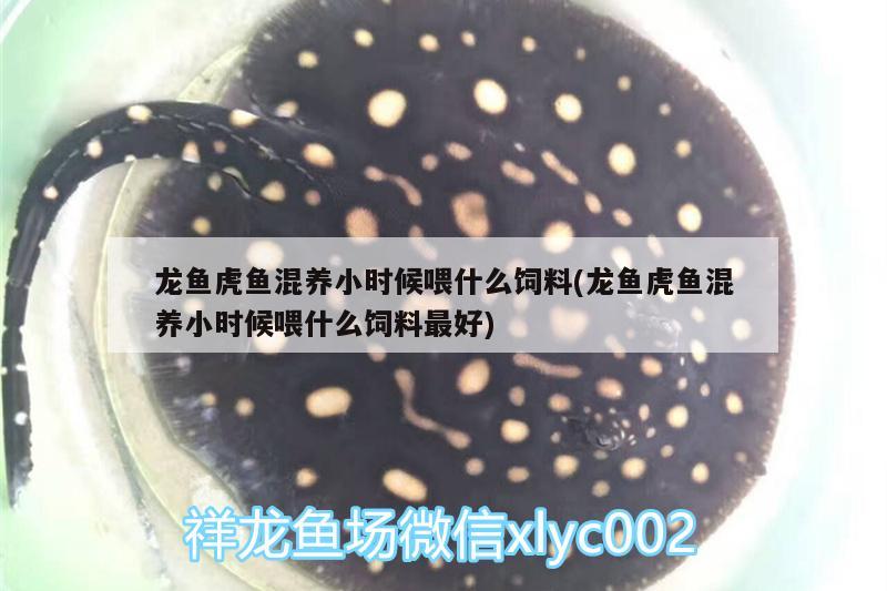 龙鱼虎鱼混养小时候喂什么饲料(龙鱼虎鱼混养小时候喂什么饲料最好)