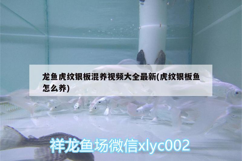 龙鱼虎纹银板混养视频大全最新(虎纹银板鱼怎么养) 鱼缸水质稳定剂