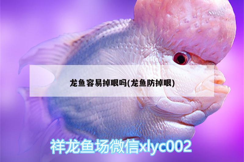 龙鱼容易掉眼吗(龙鱼防掉眼) 广州水族批发市场