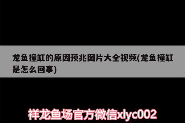 龙鱼撞缸的原因预兆图片大全视频(龙鱼撞缸是怎么回事)