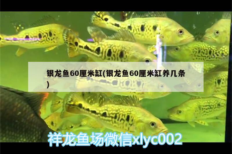 银龙鱼60厘米缸(银龙鱼60厘米缸养几条) 银龙鱼