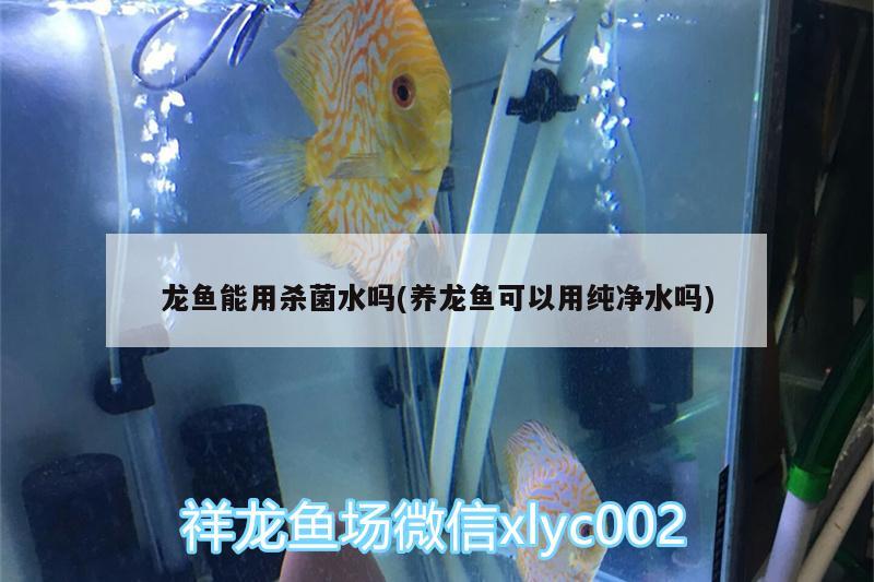 龙鱼能用杀菌水吗(养龙鱼可以用纯净水吗) 斑马狗头鱼