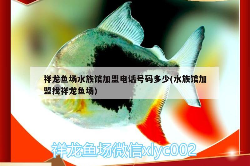 祥龙鱼场水族馆加盟电话号码多少(水族馆加盟找祥龙鱼场)