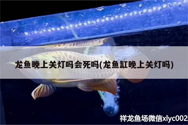 龙鱼晚上关灯吗会死吗(龙鱼缸晚上关灯吗)