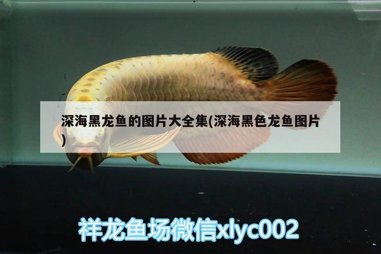 深海黑龙鱼的图片大全集(深海黑色龙鱼图片) 祥龙水族滤材/器材